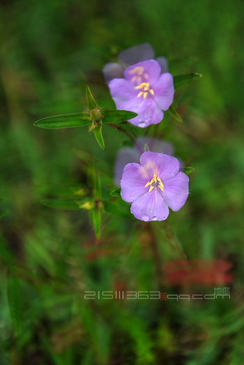 DSC_2087.jpg