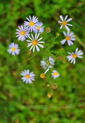 DSC_2199.jpg