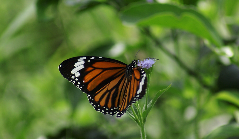 DSC08782.JPG