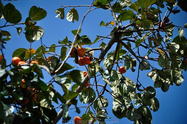 _DSC3641.jpg