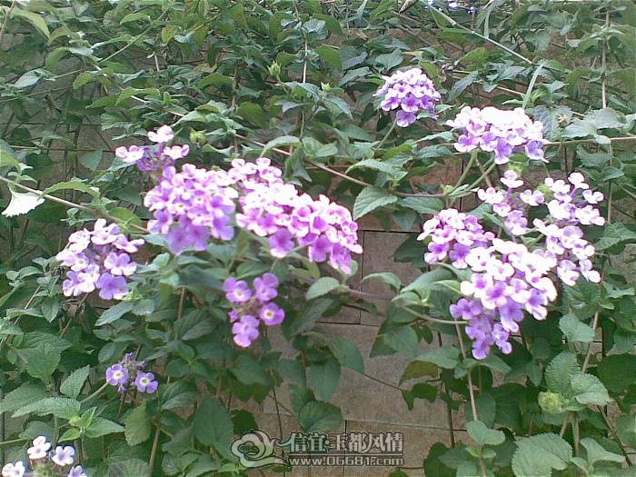 ��֪����ʲô�Ļ�