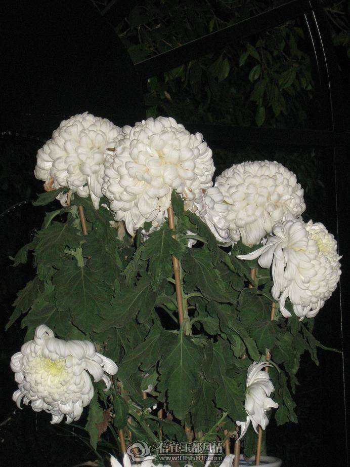 IMG_0956.JPG