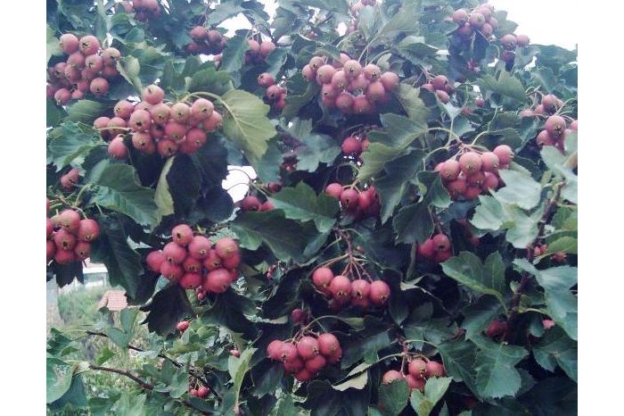 ��ˮ�ҵ����������÷�չ 29��ֻ����һ�����
