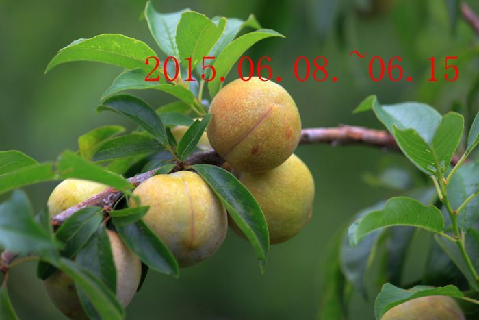 һ��ͼƬ��ѡ��2015.06.08.~06.15