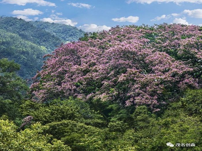 ���������һҹ��ɡ����족