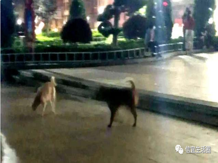 ����һ�и�Ϊ�����˹�ˤ�� Ѳ����ʱ����